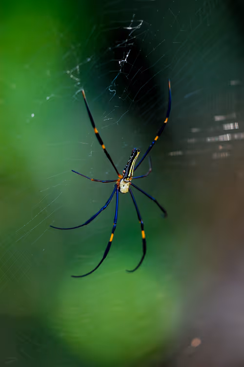 Item #15286439154353413258560728673590493507949724092509999987352070371393981644801 Media