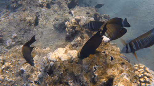 Item #32522392328516293709208538786472574869311995244495637720412795671739589722117 Media