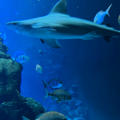 Untitled Collection #316748897