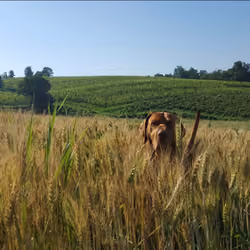 A hound story - Freedom