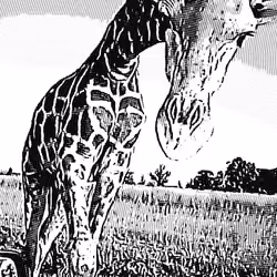 Sweet Giraffe #17