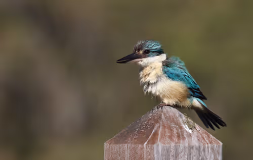 Item #38679742034539595231050778277230577149943789844640085041494942480385884291073 Media