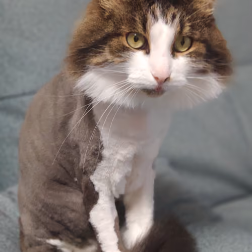 catcatcat1