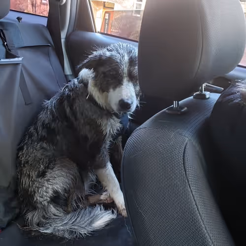 cyberhorsefriend Collection