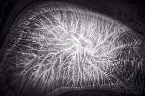 Item #16101337722085282298689115621610294664144615347996772178843194445024043466753 Media