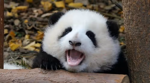 Item #114897420147735578996875144627115122561638223557948297077066948216820854685697 Media