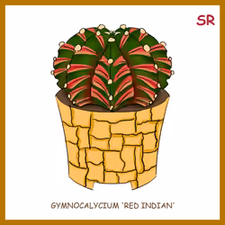 Gymnocalycium 'Red Indian'