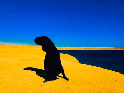 Item #80429871025811185059637884652673309792751753756700706488218533780819158237185 Media