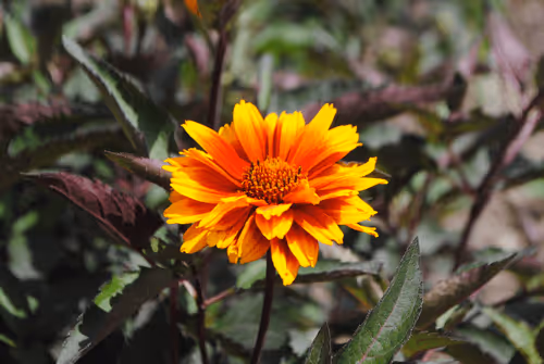 Item #40090172695085413256965535555586358742660933280315103792741764887764323532801 Media