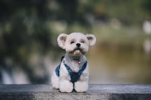 Item #21607923784025543658024067331009769919395041958272689574271021075981412597761 Media