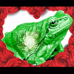Froggy Boy