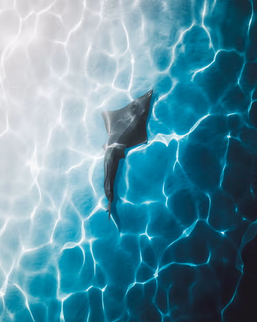 Item #83054766924673444604816267722836446190314772138657067753201581515613983997953 Media