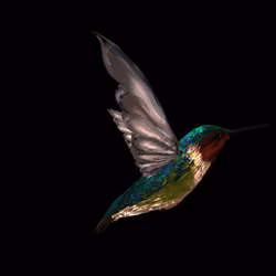 Ruby Throated Humming Bird.