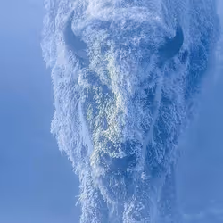 frozen fur