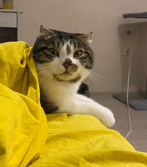 Item #51714780314179032241787952776522636894904578774096726712782613637252253745153 Media