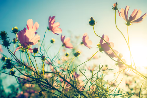 Item #87724672545568216492349628543176573267958151988335217142690977316918878273537 Media