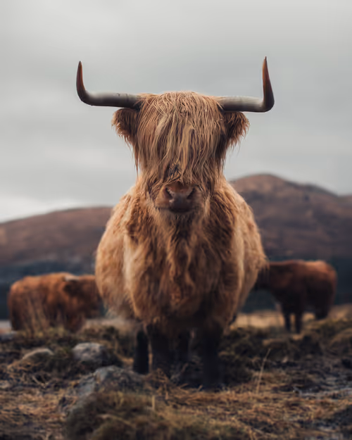 Item #14416656700475663864726672344569766568452912279528818547653479157119913558017 Media