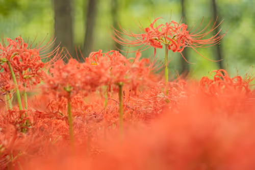 Item #108911492996146874115956011896780761878527851196280444702557873459992805244929 Media