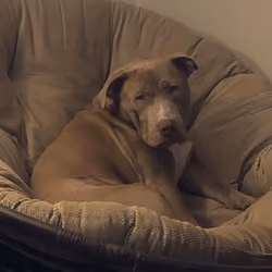 Milo