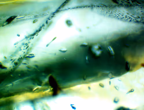 Item #71646257518770613568983710813551014237803002136866425209291834765165889323009 Media