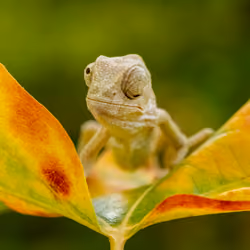 confused eyes