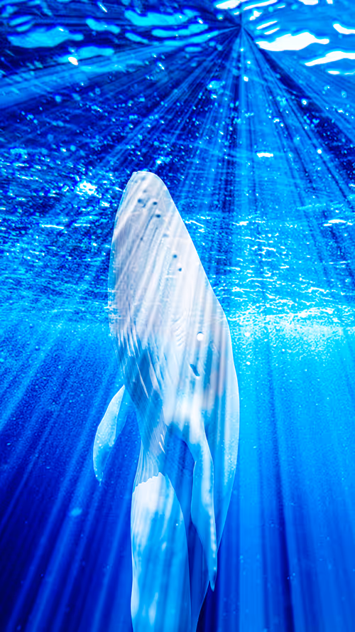 Item #34407012467013264369072826680281558624243883765584913843852975096832408420353 Media