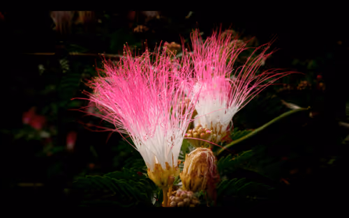 112000724350228495474711911108130364376243231564197861893917074514864242698