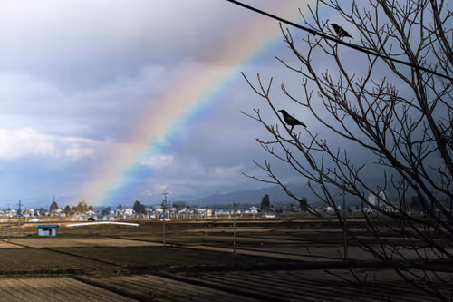 Untitled Collection #237411874