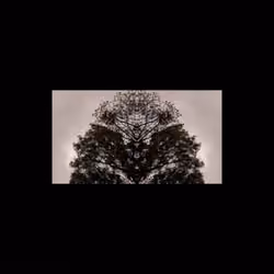 butterfly tree