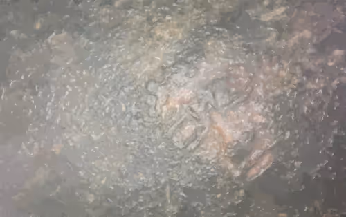 Item #87095977270227967051610380023375735428214688189489313843568760437352542765057 Media