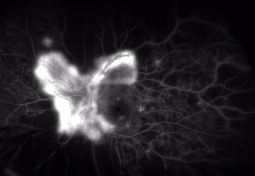 shouston3 Collection