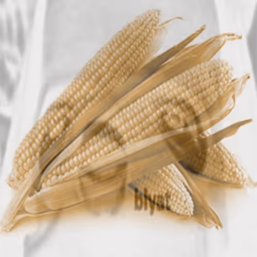 Item #67216338964662326110570068034599829364879819849950429410839559722095949643777 Media