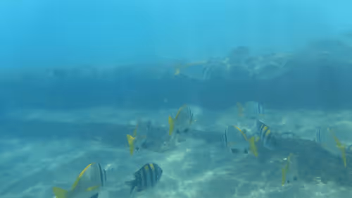 Item #32522392328516293709208538786472574869311995244495637720412795687132752510981 Media