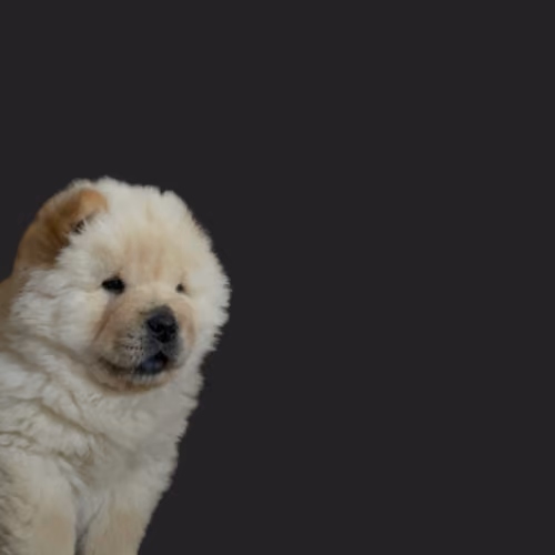 Item #35388107283307368174495388733319962713813542129846964087412499515832279236609 Media