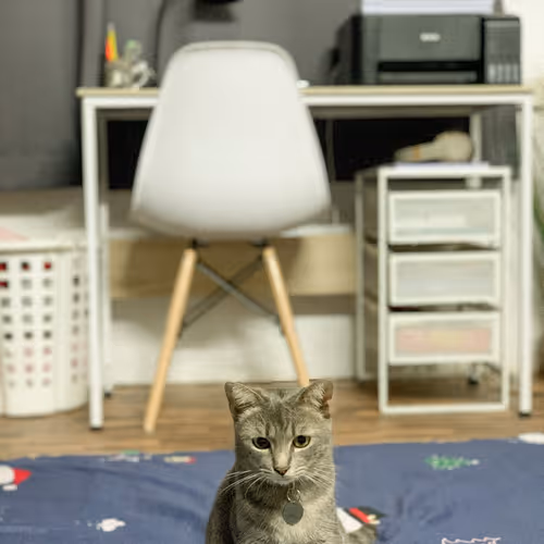 2ongs Collection - old