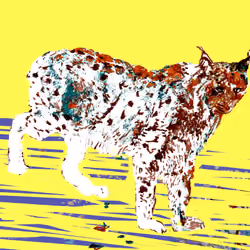 Lynx #12