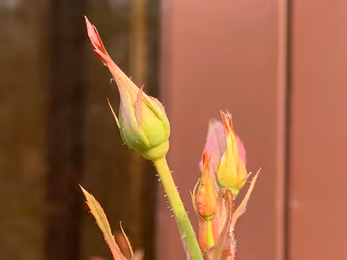 Item #9219050150944409377619180316701258752688903686194552541810005490825466740737 Media