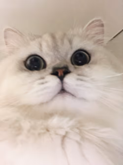 Item #7737956360850801125236624554279931805951358465324328826467851815706303660033 Media