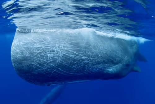 Item #61113597711829508019705348607354266595254896620371709928421355885734332989441 Media