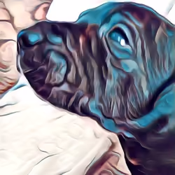 Puppy 3