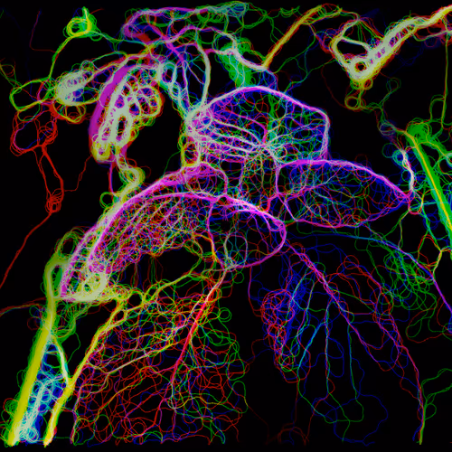 Colorvein