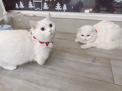 runningbin Collection