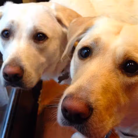Blockchain Doggos