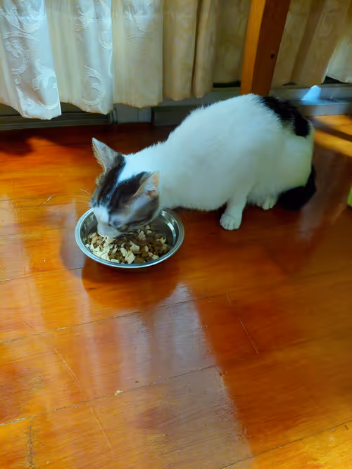 Item #99936926881834722245494880846447902772970396691943269501904837335196255649793 Media