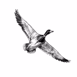Lone Duck