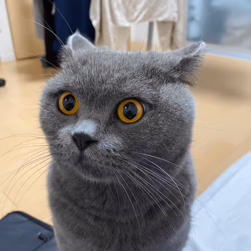 oharu-no-heya Collection