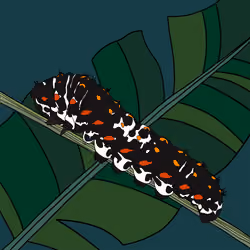 Caterpillar 008