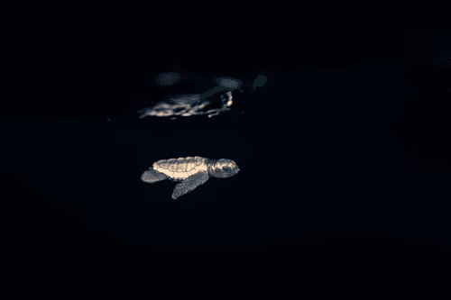 Item #99926930229538675438917090631619995362212113699001151744757174488120455856228 Media