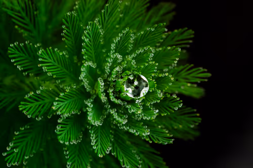 Item #15286439154353413258560728673590493507949724092509999987352070324114981650433 Media