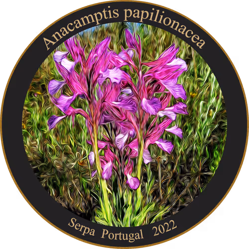 Item #83346383481971607988729477170446348570292642791419063456680174226468180590593 Media